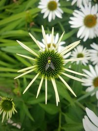 Coneflower visitor