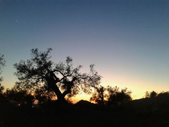 Silhouette trees against sky during sunset