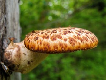 Close-up of mushroom