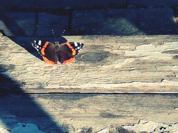 Close-up of butterfly perching on leaf