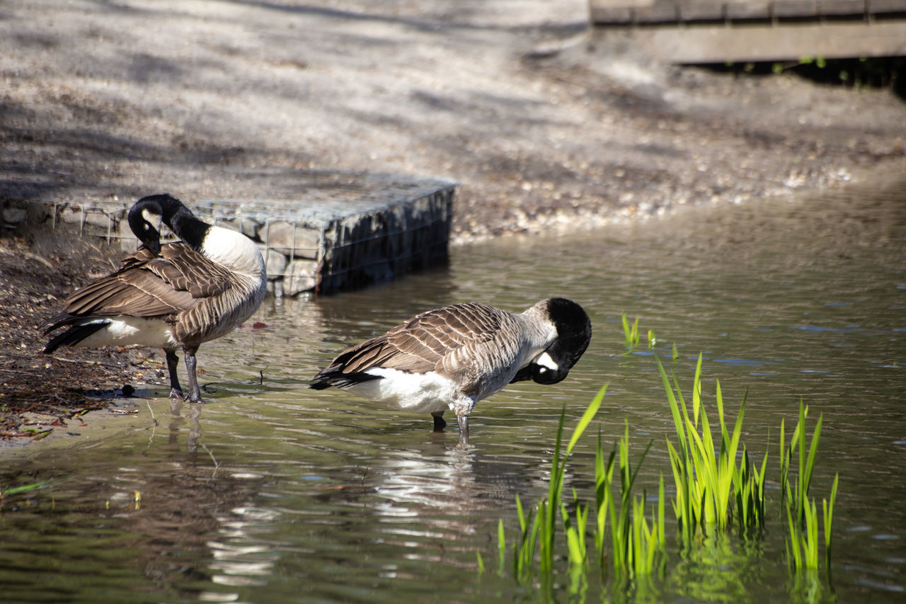 DUCKS IN LAKE