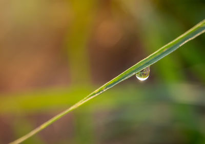 Close-up of wet plant