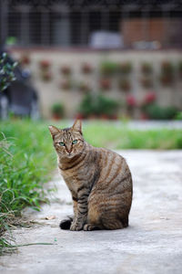 Portrait of cat sitting on footpath