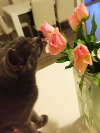 Close-up of cat by pink flowers