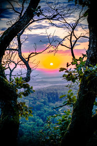 Silhouette trees against sky during sunset