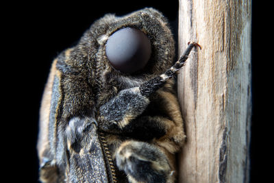 Close-up of insect on wood