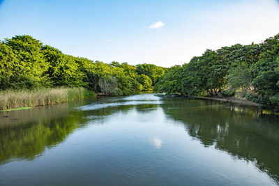 Albion beach  lake  with plants reflection and blue cloudy sky.