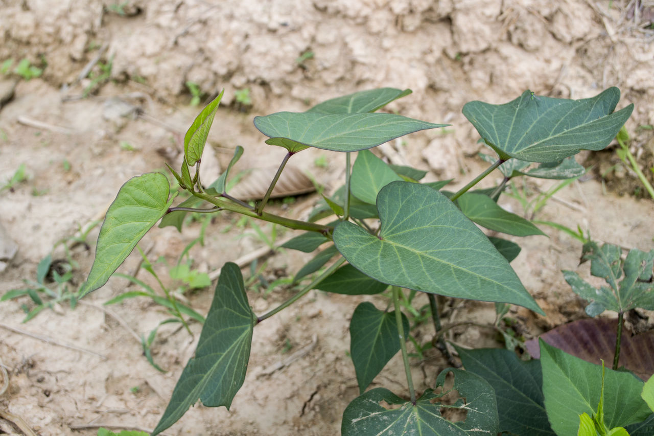 HIGH ANGLE VIEW OF LEAVES ON PLANT