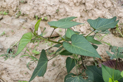 High angle view of leaves on field