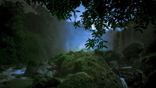 Scenic view of waterfall in forest