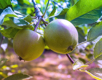 Close-up of two small green apples together on a branch of the apple tree