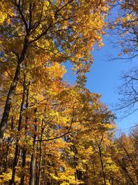 Low angle view of trees