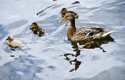 High angle view of ducks swimming in lake