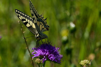 Close-up of butterfly pollinating on purple flower