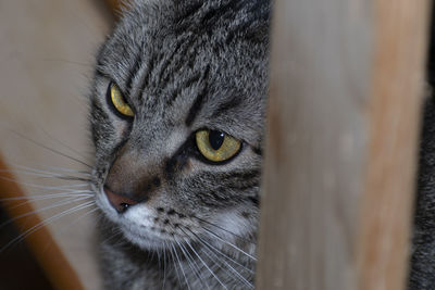 Close-up portrait of a cat