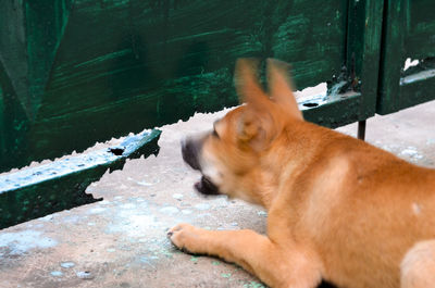 Close-up of dog by swimming pool