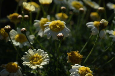 Close-up of white flowering plants