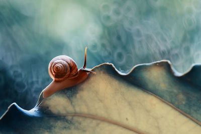 Close-up of snail on sea