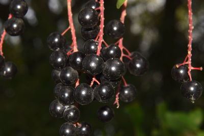 Choke cherries on the tree