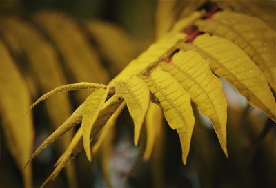 Close-up of dry leaves on plant