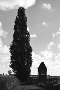 Tree against sky