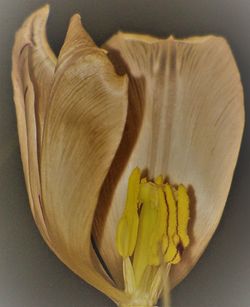 Close-up of yellow flower