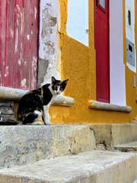 Cat on the stairs of building