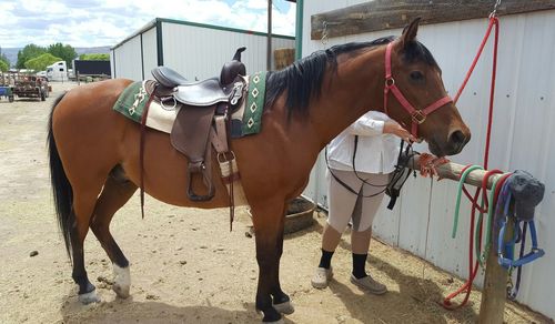 Horses standing in ranch