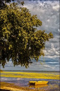 Tree on landscape against sky