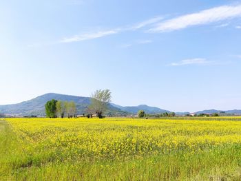 Scenic view of oilseed rape field against sky