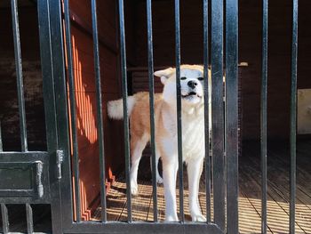 Portrait of dog in cage