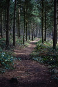 Trees in forest