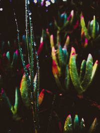 Close-up of wet plants