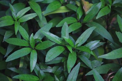 Full frame shot of plants