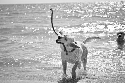 Dog playing in water at beach against sky