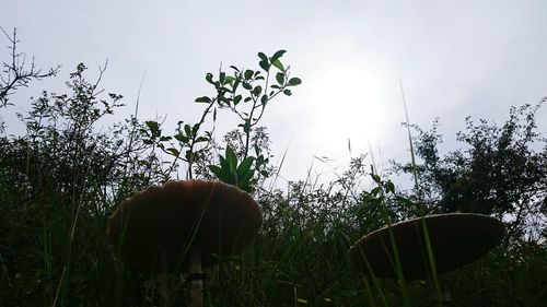 Sun shining through trees on field