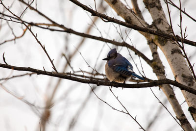 Low angle view of bird perching on branch