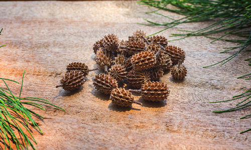 Close-up of pine cone on grass