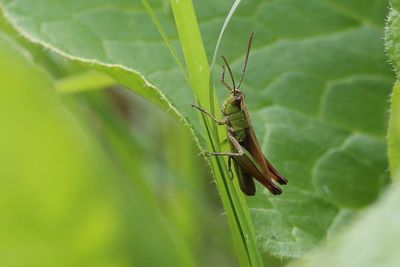 Close-up of insect on plant