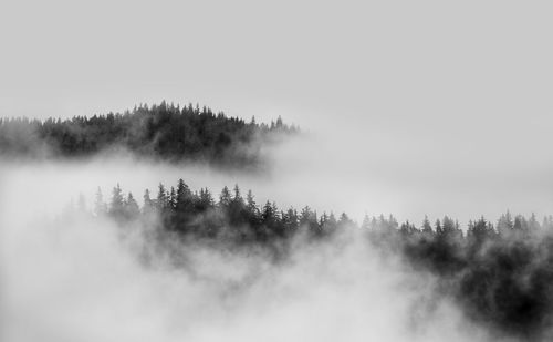 Panoramic view of trees in foggy weather