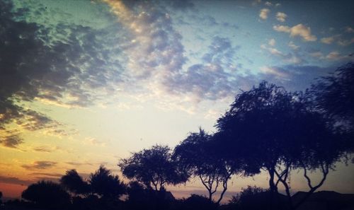 Silhouette of trees at sunset