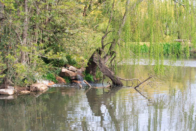 View of a duck in a lake