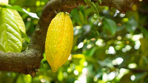 Close-up of fruit growing on tree