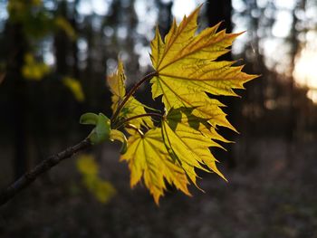 Close-up of yellow maple leaves