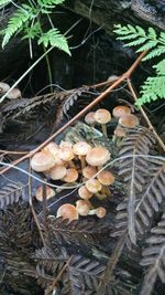 Close-up of mushrooms growing on tree in forest