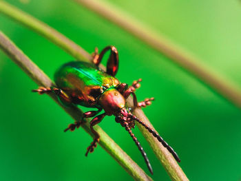 Close-up of insect on leaf