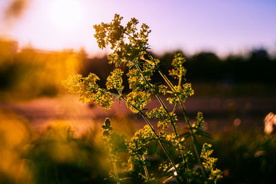 Close-up of plant against blurred background