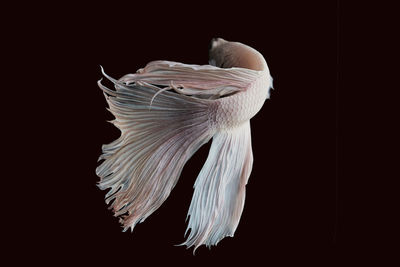 Close-up of jellyfish against black background