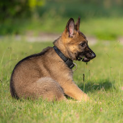 Dog portrait of an eight weeks old german shepherd puppy in green grass.