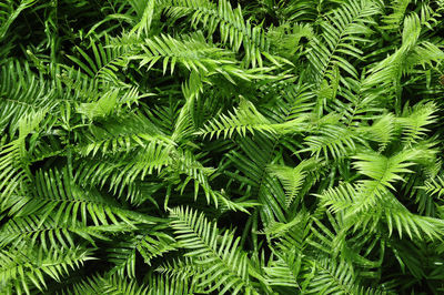 Close-up of fresh green leaves